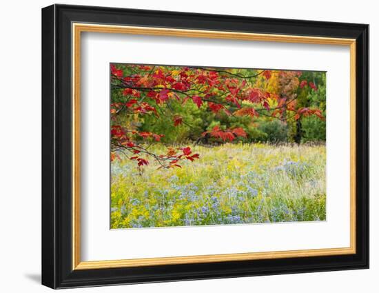 USA, Vermont, Morrisville. Lyle McKee Road, fall foliage-Alison Jones-Framed Photographic Print