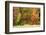 USA, Vermont, Morrisville. Lyle McKee Road, fall foliage-Alison Jones-Framed Photographic Print