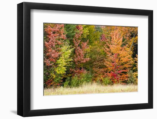 USA, Vermont, Morrisville. Lyle McKee Road, fall foliage-Alison Jones-Framed Photographic Print