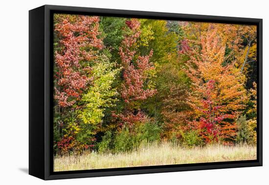 USA, Vermont, Morrisville. Lyle McKee Road, fall foliage-Alison Jones-Framed Premier Image Canvas