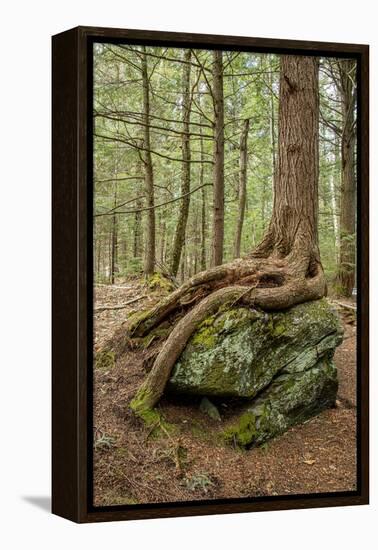 USA, Vermont, Morrisville. Sterling Forest, tree with roots spread over lichen covered rocks-Alison Jones-Framed Premier Image Canvas