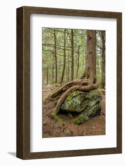 USA, Vermont, Morrisville. Sterling Forest, tree with roots spread over lichen covered rocks-Alison Jones-Framed Photographic Print