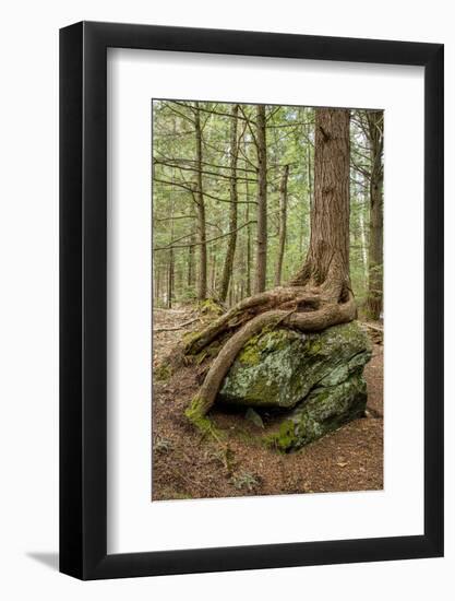 USA, Vermont, Morrisville. Sterling Forest, tree with roots spread over lichen covered rocks-Alison Jones-Framed Photographic Print