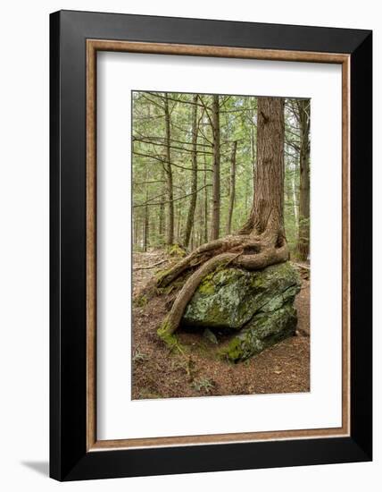 USA, Vermont, Morrisville. Sterling Forest, tree with roots spread over lichen covered rocks-Alison Jones-Framed Photographic Print