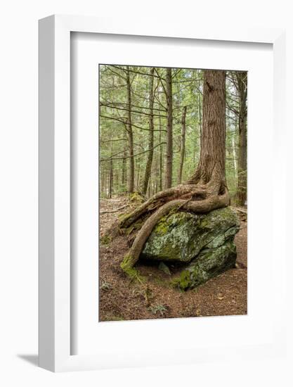 USA, Vermont, Morrisville. Sterling Forest, tree with roots spread over lichen covered rocks-Alison Jones-Framed Photographic Print