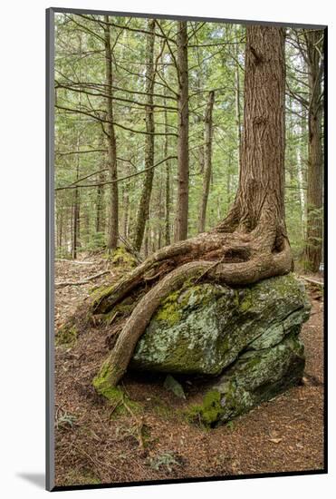 USA, Vermont, Morrisville. Sterling Forest, tree with roots spread over lichen covered rocks-Alison Jones-Mounted Photographic Print