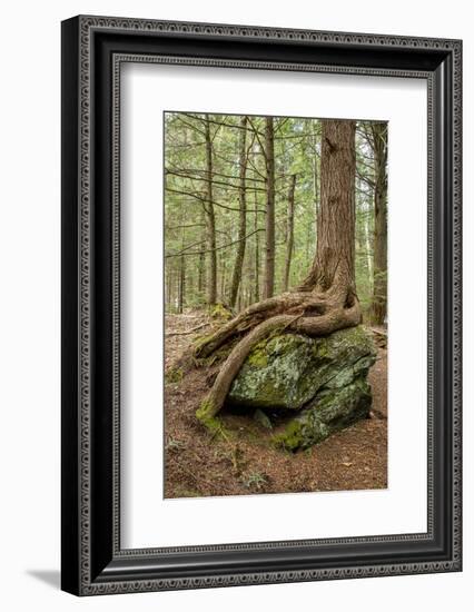 USA, Vermont, Morrisville. Sterling Forest, tree with roots spread over lichen covered rocks-Alison Jones-Framed Photographic Print