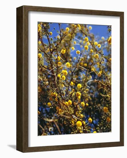 USA, Vermont, Reading, Jenne Farm, Street, Autumn-Thonig-Framed Photographic Print