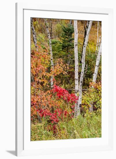 USA, Vermont, Stowe, birch trees around wetlands above the Toll House on Route 108-Alison Jones-Framed Photographic Print