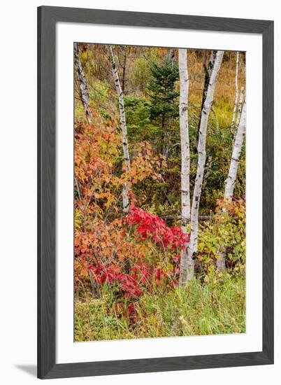 USA, Vermont, Stowe, birch trees around wetlands above the Toll House on Route 108-Alison Jones-Framed Photographic Print