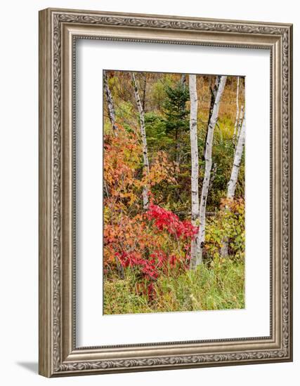 USA, Vermont, Stowe, birch trees around wetlands above the Toll House on Route 108-Alison Jones-Framed Photographic Print