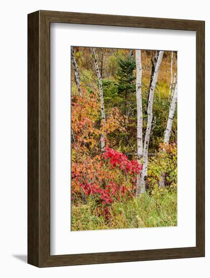 USA, Vermont, Stowe, birch trees around wetlands above the Toll House on Route 108-Alison Jones-Framed Photographic Print