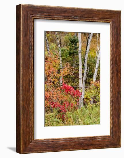 USA, Vermont, Stowe, birch trees around wetlands above the Toll House on Route 108-Alison Jones-Framed Photographic Print