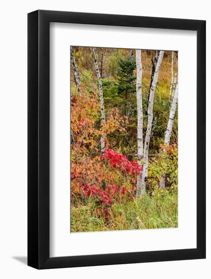 USA, Vermont, Stowe, birch trees around wetlands above the Toll House on Route 108-Alison Jones-Framed Photographic Print