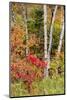 USA, Vermont, Stowe, birch trees around wetlands above the Toll House on Route 108-Alison Jones-Mounted Photographic Print