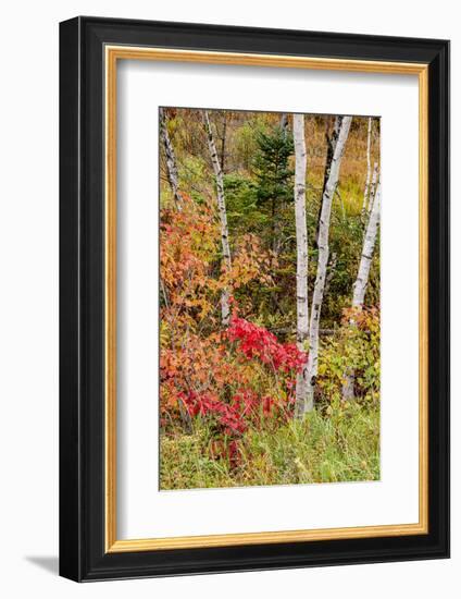 USA, Vermont, Stowe, birch trees around wetlands above the Toll House on Route 108-Alison Jones-Framed Photographic Print