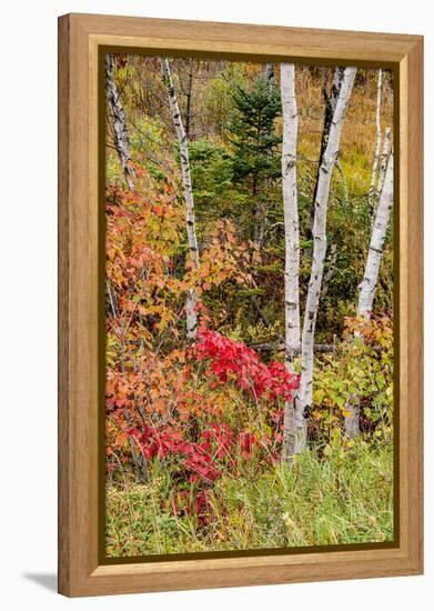 USA, Vermont, Stowe, birch trees around wetlands above the Toll House on Route 108-Alison Jones-Framed Premier Image Canvas