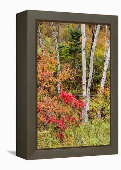 USA, Vermont, Stowe, birch trees around wetlands above the Toll House on Route 108-Alison Jones-Framed Premier Image Canvas