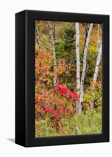 USA, Vermont, Stowe, birch trees around wetlands above the Toll House on Route 108-Alison Jones-Framed Premier Image Canvas