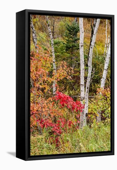 USA, Vermont, Stowe, birch trees around wetlands above the Toll House on Route 108-Alison Jones-Framed Premier Image Canvas