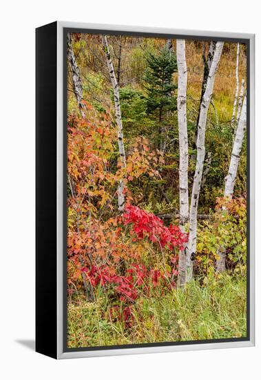 USA, Vermont, Stowe, birch trees around wetlands above the Toll House on Route 108-Alison Jones-Framed Premier Image Canvas