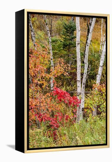 USA, Vermont, Stowe, birch trees around wetlands above the Toll House on Route 108-Alison Jones-Framed Premier Image Canvas