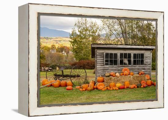 USA, Vermont, Stowe, West Hill Rd, pumpkin field-Alison Jones-Framed Premier Image Canvas