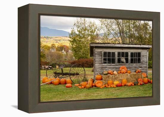 USA, Vermont, Stowe, West Hill Rd, pumpkin field-Alison Jones-Framed Premier Image Canvas