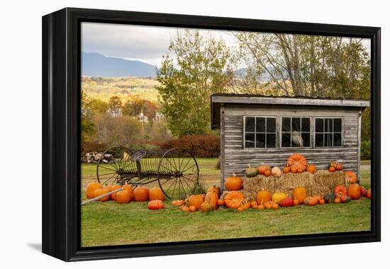 USA, Vermont, Stowe, West Hill Rd, pumpkin field-Alison Jones-Framed Premier Image Canvas