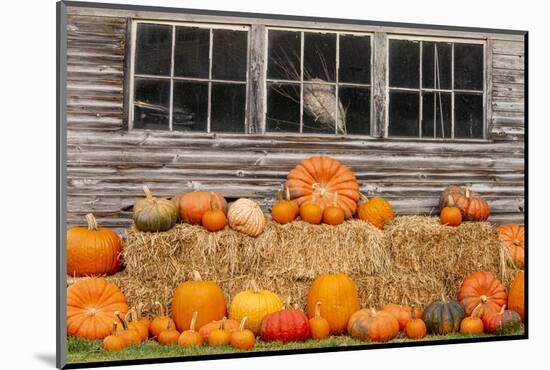 USA, Vermont, Stowe, West Hill Rd, pumpkin field-Alison Jones-Mounted Photographic Print