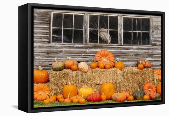 USA, Vermont, Stowe, West Hill Rd, pumpkin field-Alison Jones-Framed Premier Image Canvas