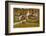 USA, Vermont, Waits River. New England Town with Church and Barn-Bill Bachmann-Framed Photographic Print