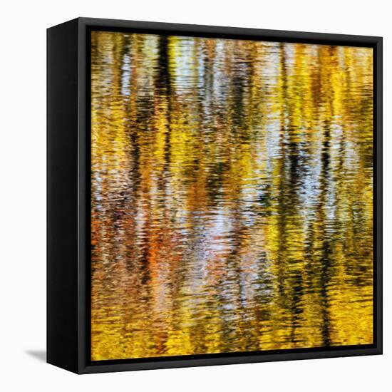 USA, Virginia, Blue Ridge Parkway. Abstract autumn reflections in Rakes Mill Pond-Ann Collins-Framed Premier Image Canvas