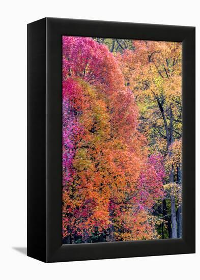 USA, Virginia, Mclean. Scenic in Great Falls State Park-Jay O'brien-Framed Premier Image Canvas