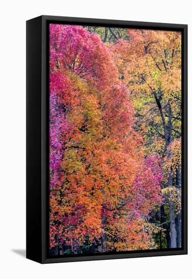 USA, Virginia, Mclean. Scenic in Great Falls State Park-Jay O'brien-Framed Premier Image Canvas