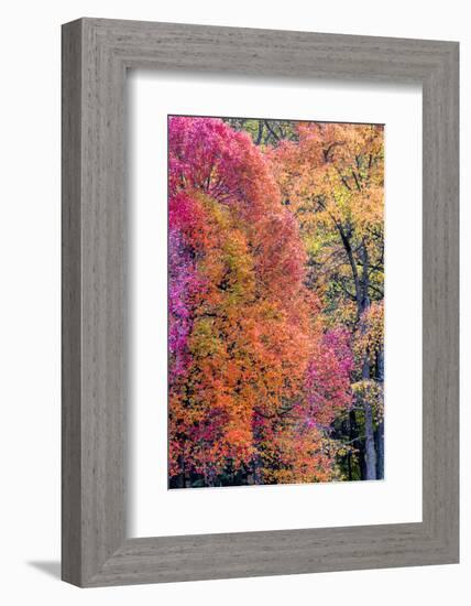 USA, Virginia, Mclean. Scenic in Great Falls State Park-Jay O'brien-Framed Photographic Print