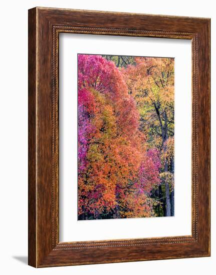 USA, Virginia, Mclean. Scenic in Great Falls State Park-Jay O'brien-Framed Photographic Print