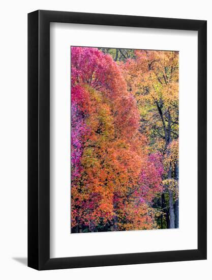 USA, Virginia, Mclean. Scenic in Great Falls State Park-Jay O'brien-Framed Photographic Print