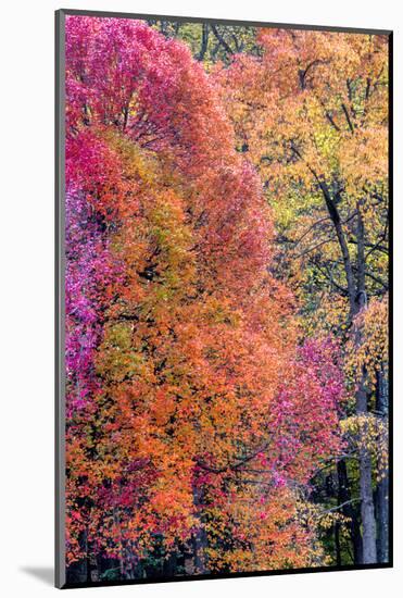 USA, Virginia, Mclean. Scenic in Great Falls State Park-Jay O'brien-Mounted Photographic Print