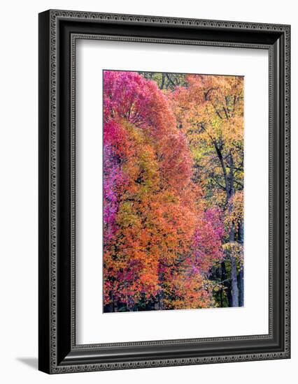 USA, Virginia, Mclean. Scenic in Great Falls State Park-Jay O'brien-Framed Photographic Print