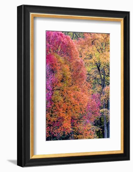 USA, Virginia, Mclean. Scenic in Great Falls State Park-Jay O'brien-Framed Photographic Print