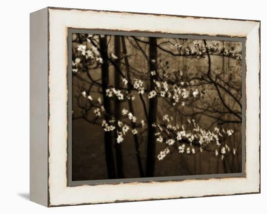 USA, Virginia, Shenandoah NP. Dogwood Blossoms in the Mist-Bill Young-Framed Premier Image Canvas