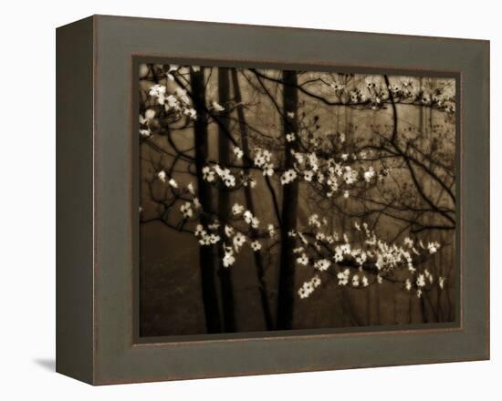 USA, Virginia, Shenandoah NP. Dogwood Blossoms in the Mist-Bill Young-Framed Premier Image Canvas