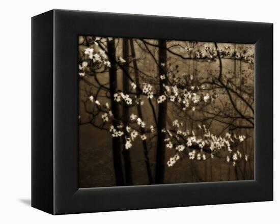 USA, Virginia, Shenandoah NP. Dogwood Blossoms in the Mist-Bill Young-Framed Premier Image Canvas