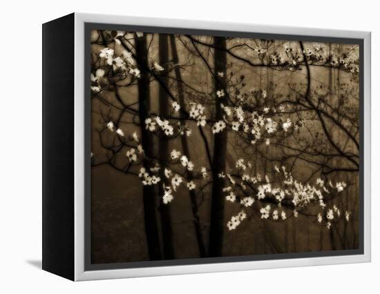 USA, Virginia, Shenandoah NP. Dogwood Blossoms in the Mist-Bill Young-Framed Premier Image Canvas