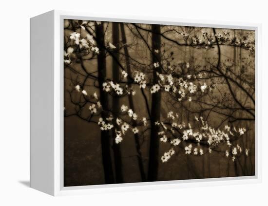 USA, Virginia, Shenandoah NP. Dogwood Blossoms in the Mist-Bill Young-Framed Premier Image Canvas