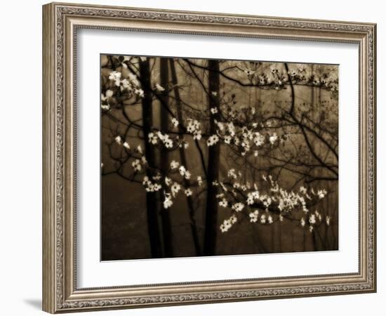 USA, Virginia, Shenandoah NP. Dogwood Blossoms in the Mist-Bill Young-Framed Photographic Print