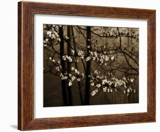 USA, Virginia, Shenandoah NP. Dogwood Blossoms in the Mist-Bill Young-Framed Photographic Print