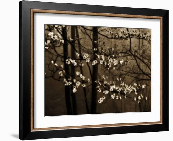 USA, Virginia, Shenandoah NP. Dogwood Blossoms in the Mist-Bill Young-Framed Photographic Print