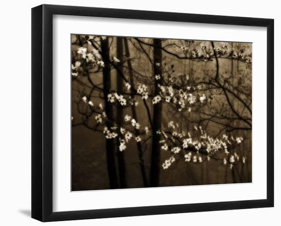 USA, Virginia, Shenandoah NP. Dogwood Blossoms in the Mist-Bill Young-Framed Photographic Print